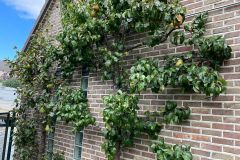 zomer snoei fruitbomen