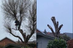 Sterk in snoeien van krulwilg wegens uitbraak van grote gestel tak na storm